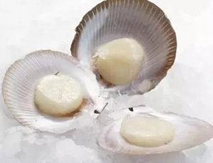 憶探索海鮮中的滋補佳品-元貝